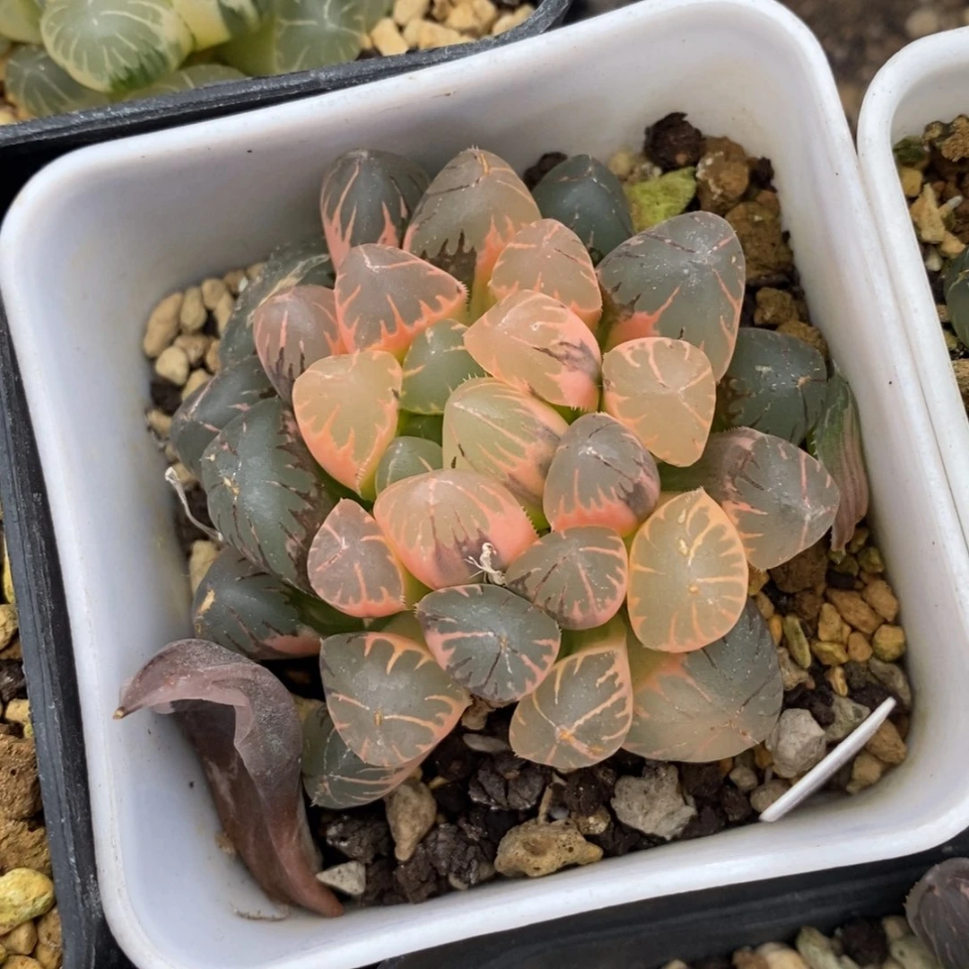 一颗实生糊斑玉露锦 开播福利