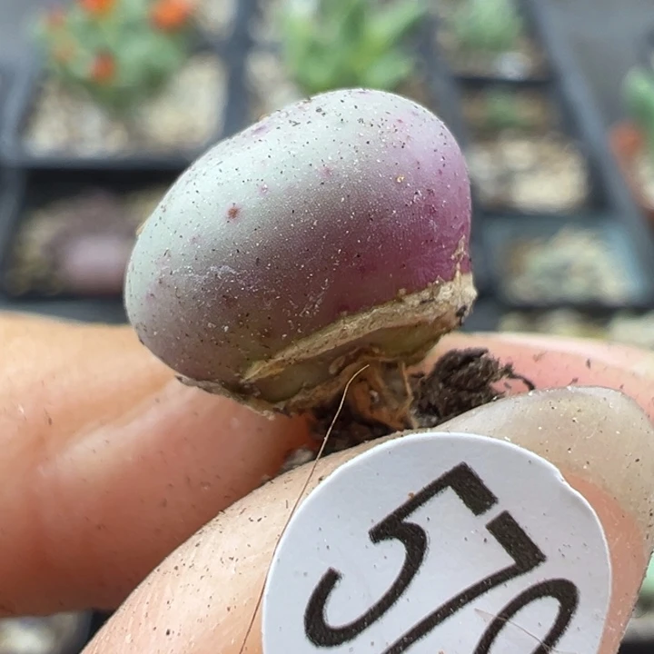 颖***宝570号11111111111111