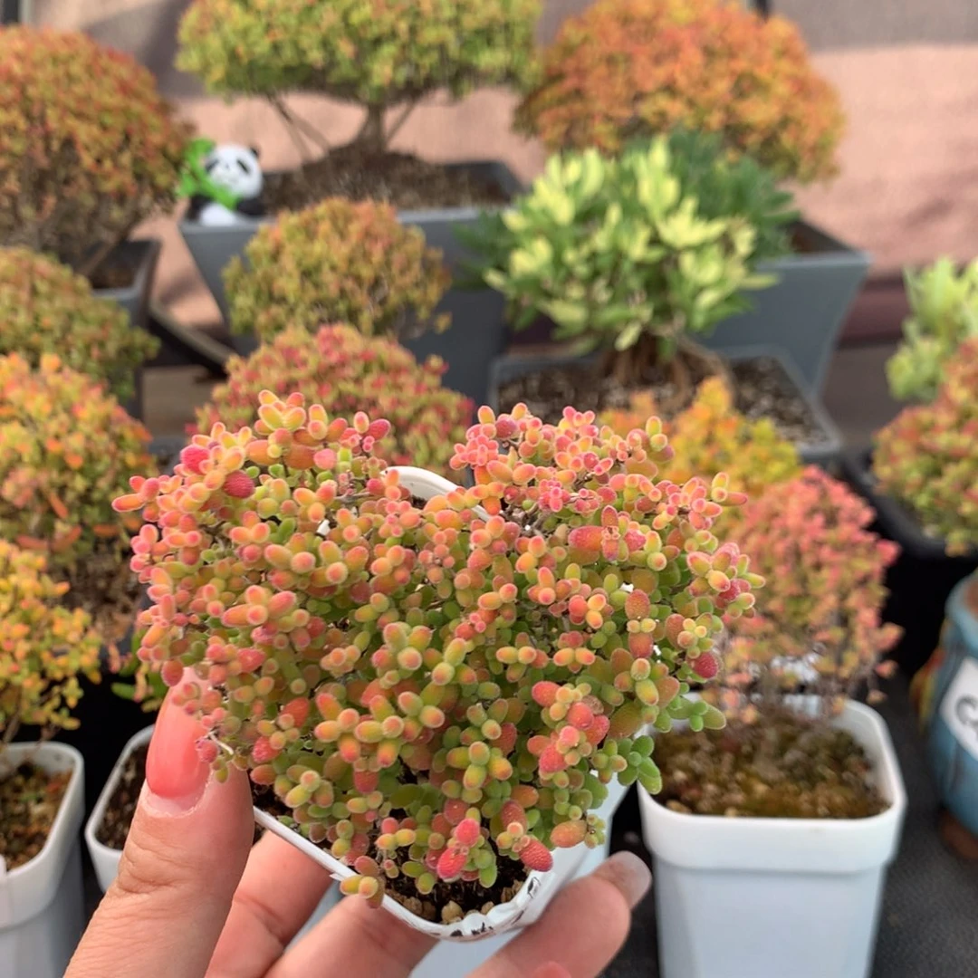 227蜜橘糖球