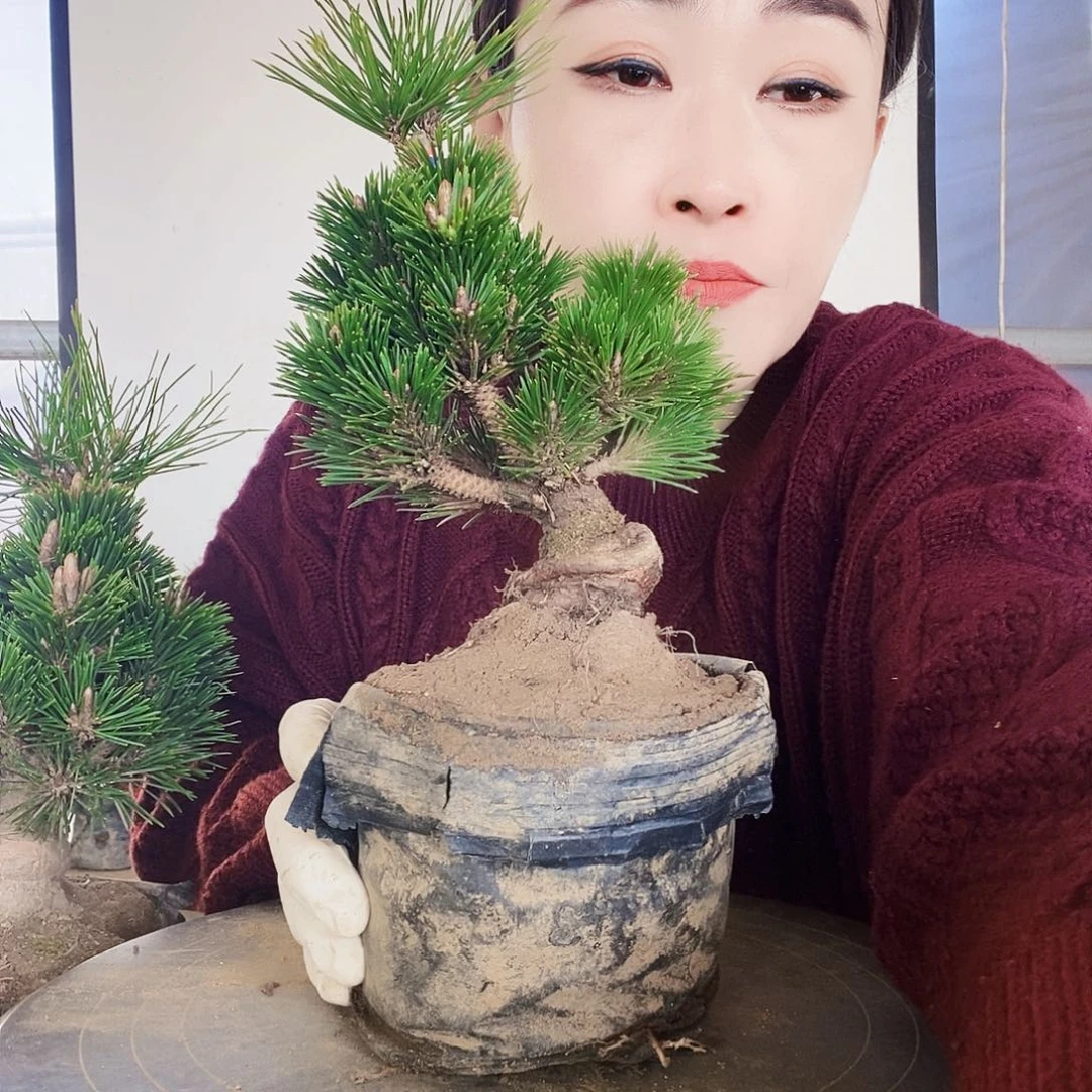 无花朵植物形态多年生草本