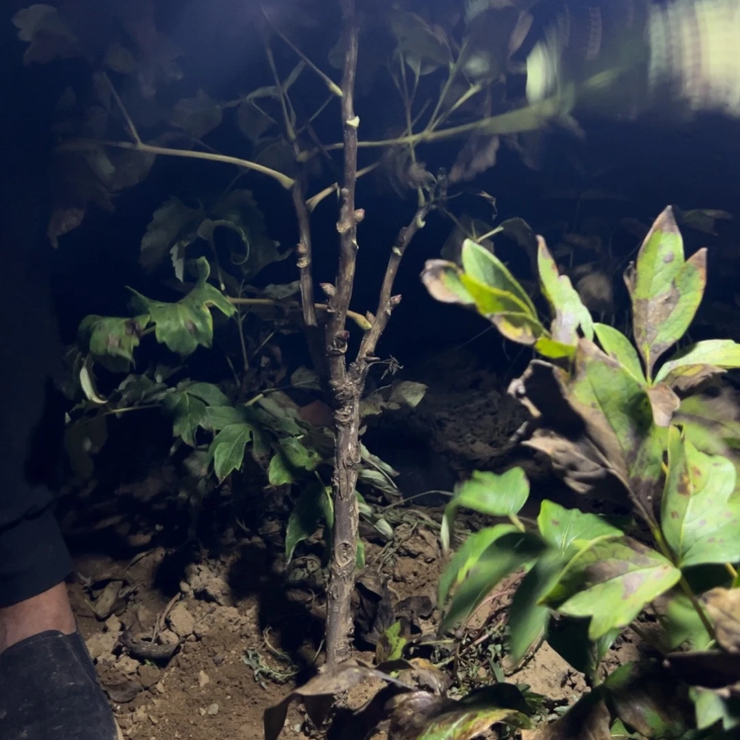 当前无花栽培后可以开花花王
