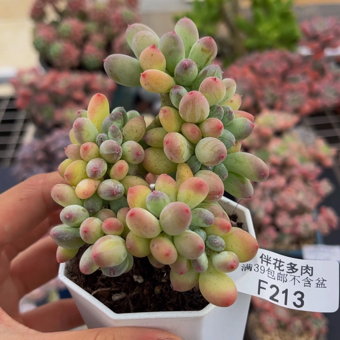 213-苹果奶坠多肉7cm