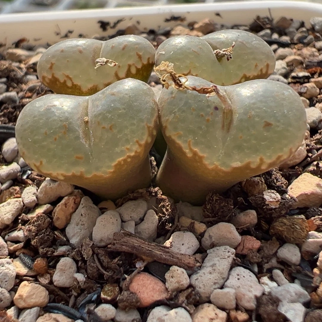 特选纽扣勋章 全满窗