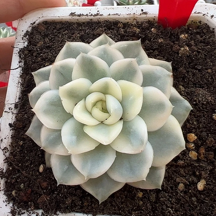 817号雪鸢锦多肉植物