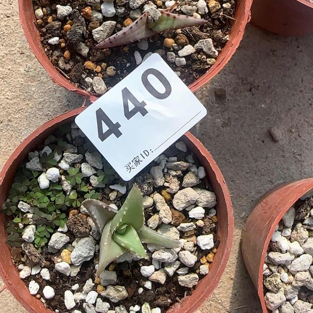 【闪购商品】人**测块根植物布纹球