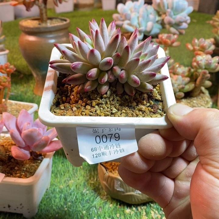 0079啊啊啊啊啊啊啊啊啊啊啊