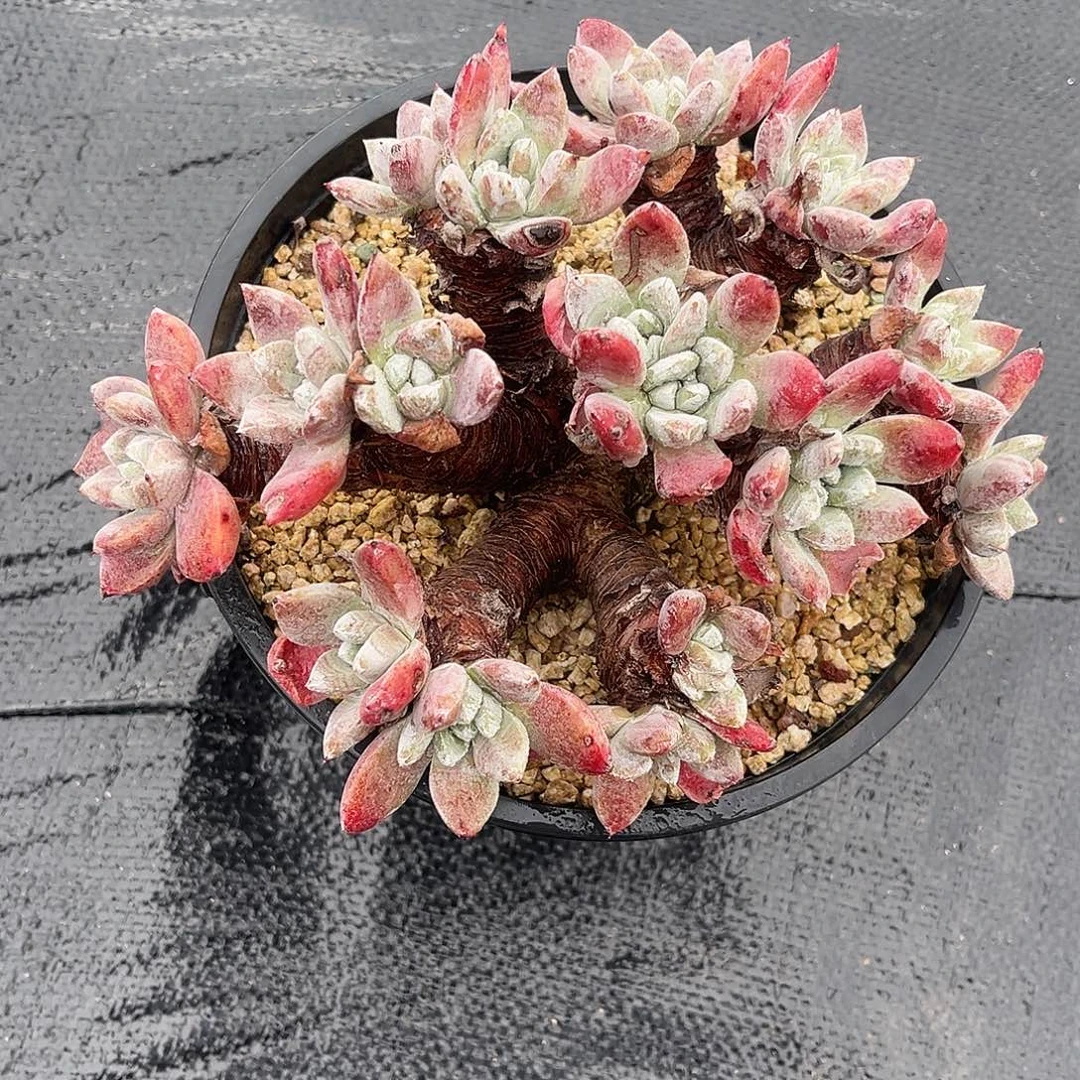 小鹿多肉一物一拍