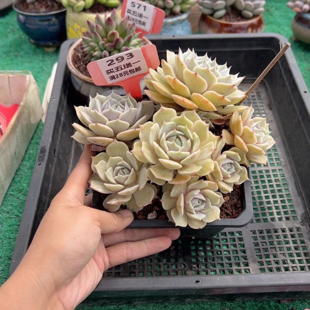 表妹精品多肉植物293.