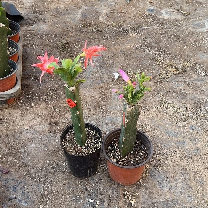 ╃***—270+271嫁接蟹爪兰：索菲亚+粉异类