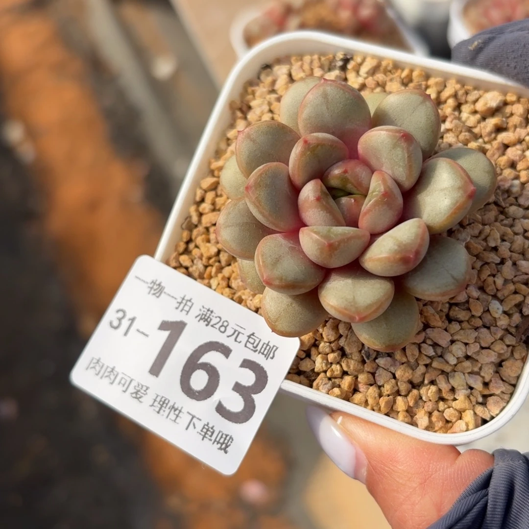 葡萄无盆土发货无