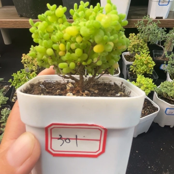 301蜜桔。