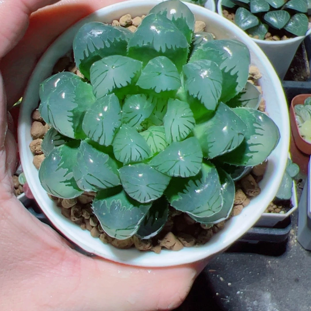 【闪购商品】大头玉露