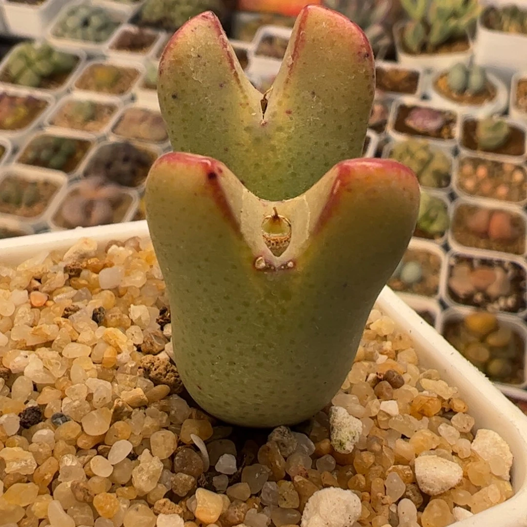 453多肉植物百科