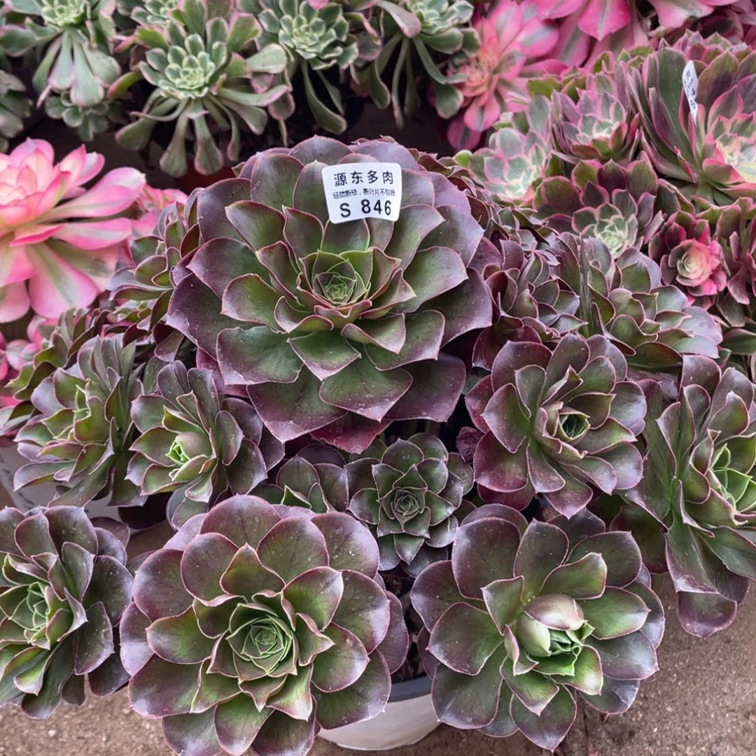 846魅金玫瑰多肉法师断枝不包