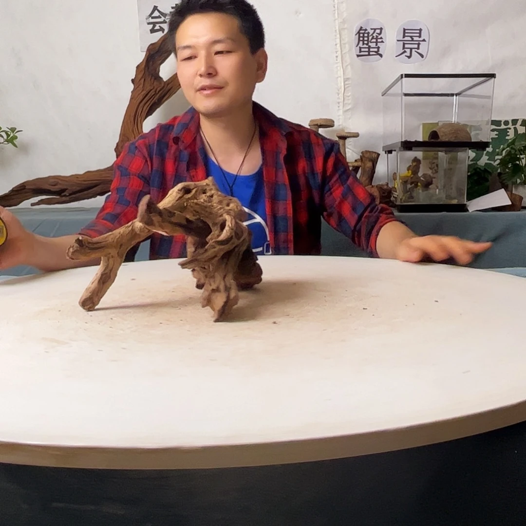 沉木造景寄居蟹造景