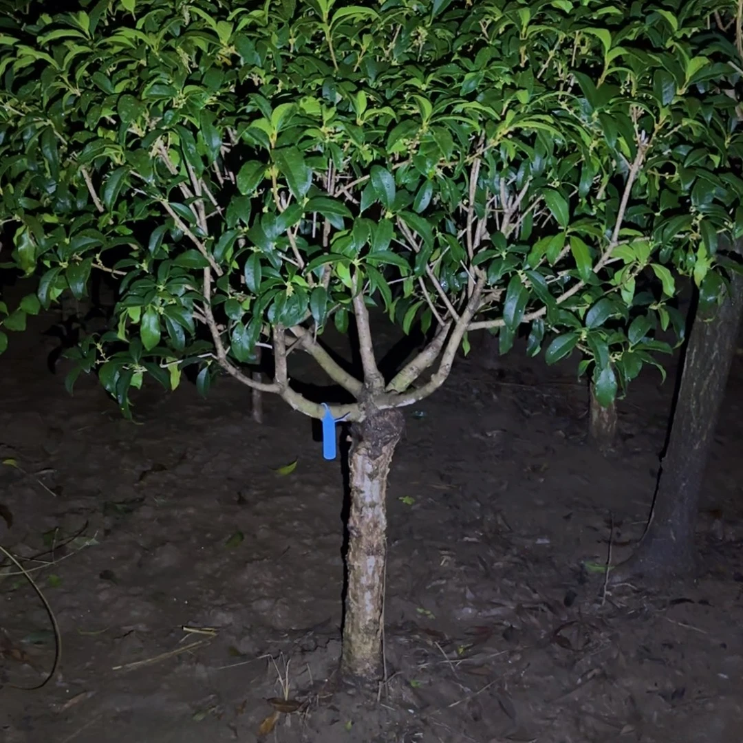 雨***虹无花朵桂花。八月桂系列