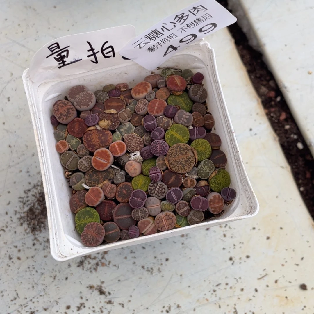 云糖心多肉植物499
