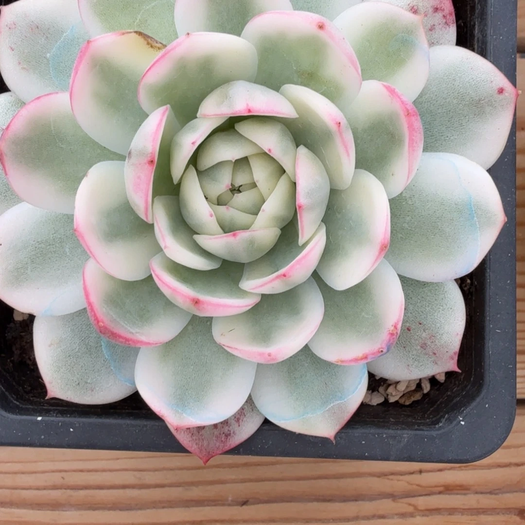 粉水晶 安吉园艺锦锦
