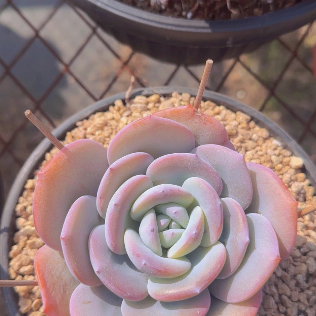 【闪购商品】正版奶茶