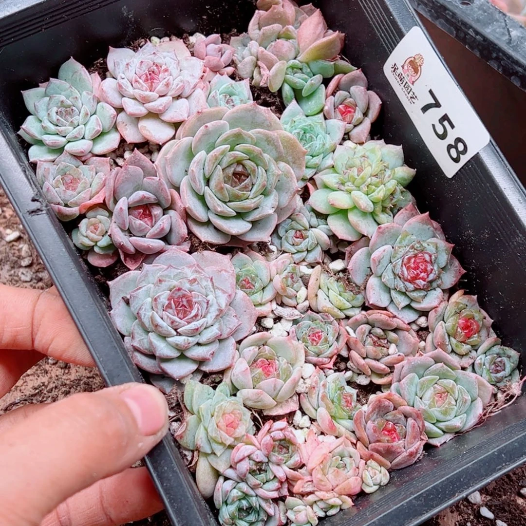 浅***浅多肉植物多肉植物