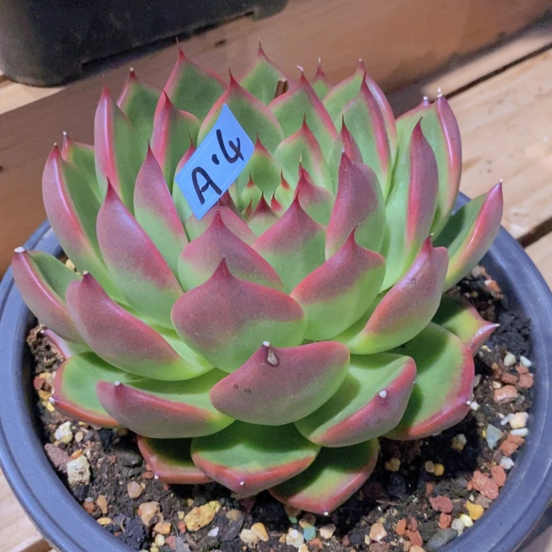 福利大漏东云a14