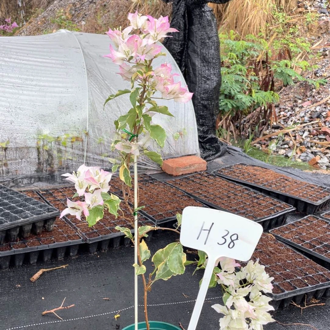 风***3大量花朵（建议范围：8朵-15朵 或40%以上）粉蝶H38