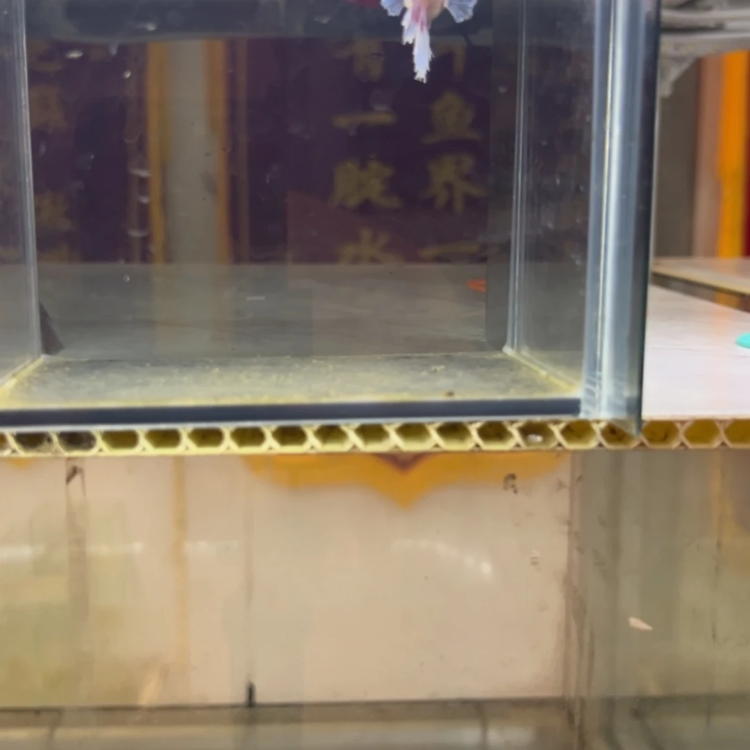 斗鱼包活不包损所见即所得395