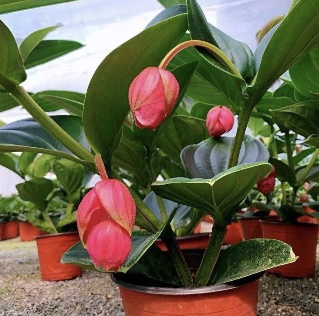 （新疆包邮）宝莲灯盆栽带两个灯发货