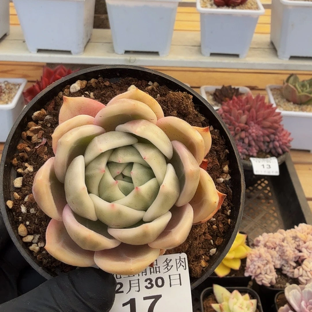 1230-17香槟锦单头