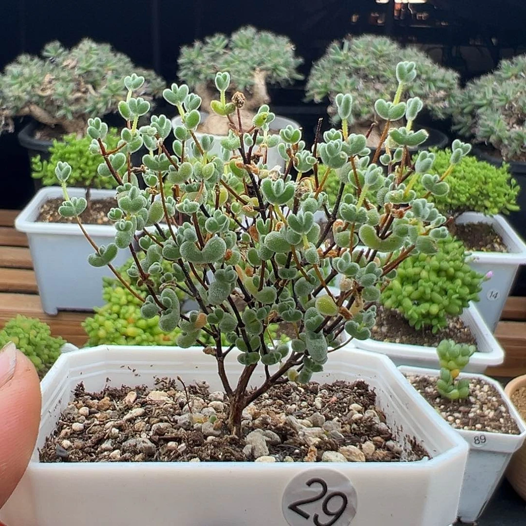 林*海29号莱斯6.24多肉