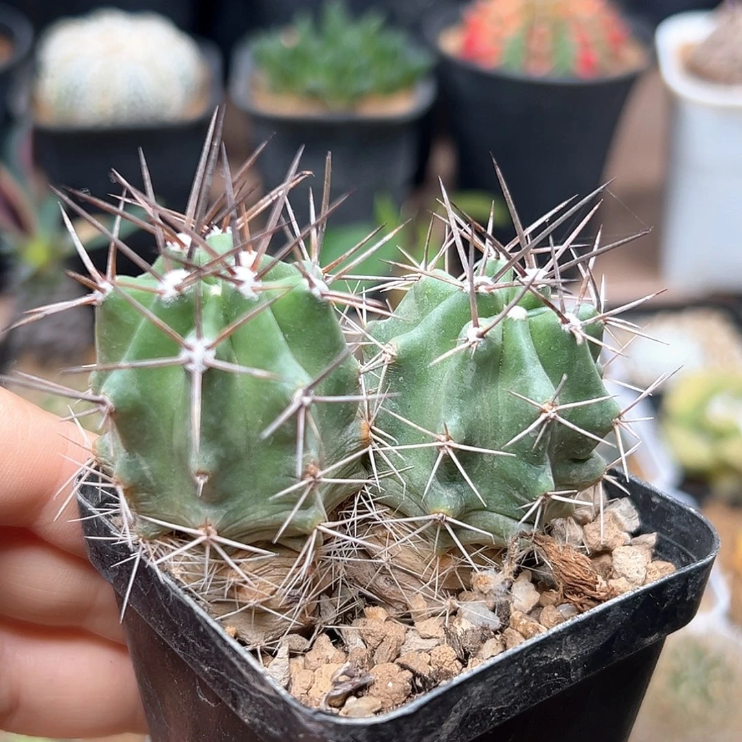 无花朵双头实生篝火虾