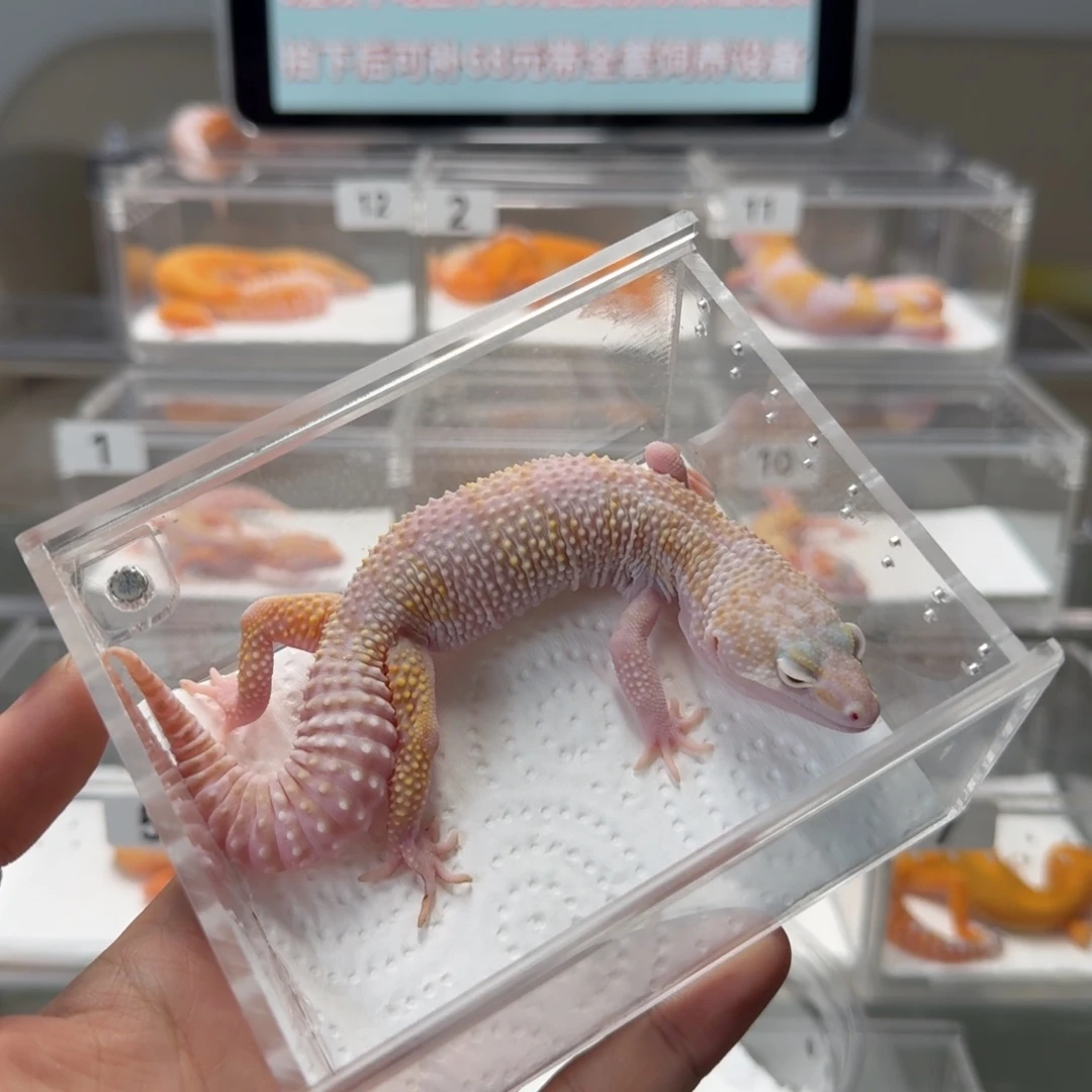 豹纹守宫雪花川普弟弟