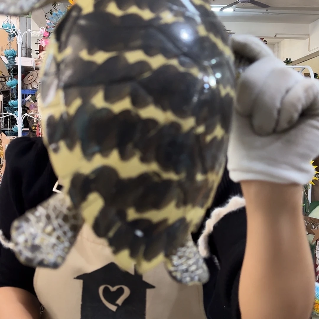 核桃木/黑胡桃（胡桃木）