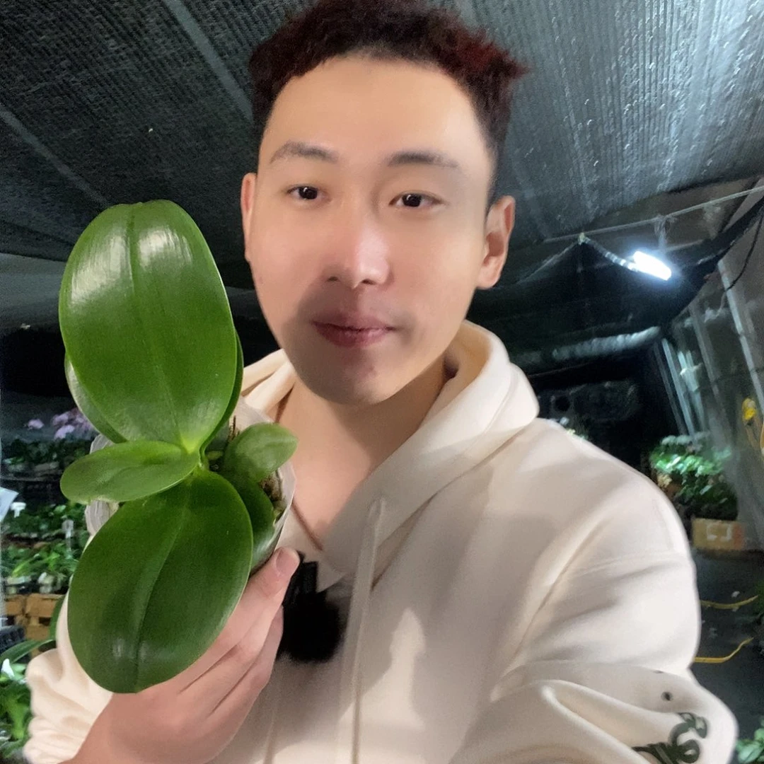 无花朵香奈儿蝴蝶兰