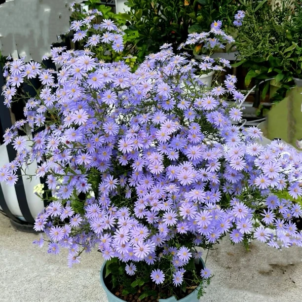 荷兰菊小卡罗多年生观花易爆花阳台花园耐寒宿根好养网红花卉