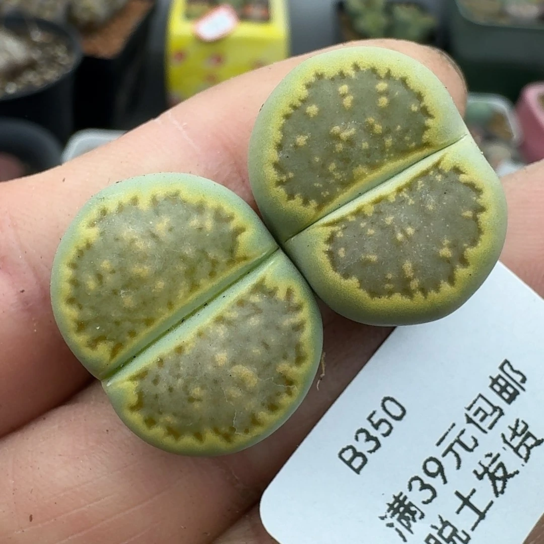 350多肉哈哈哈哈哈哈哈哈