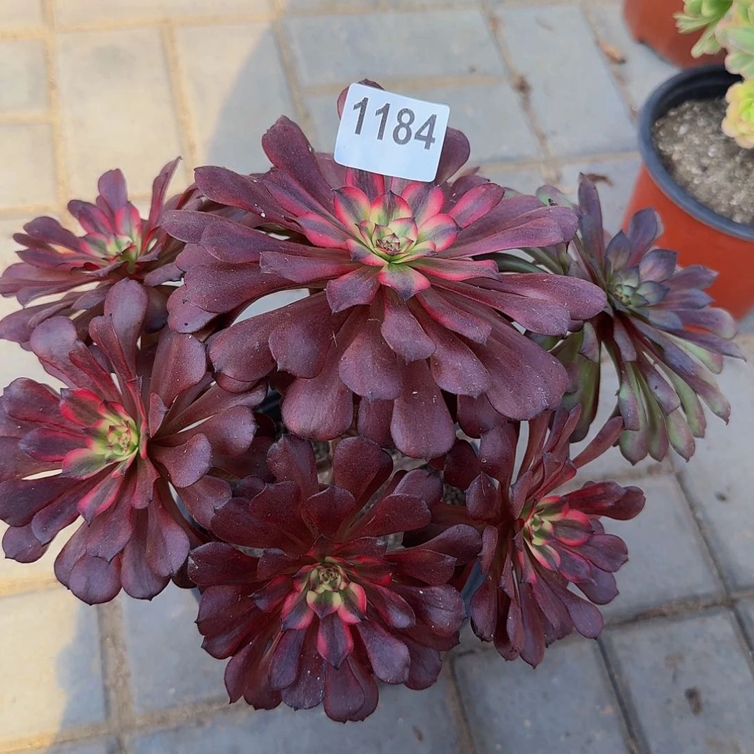 全部花朵1184美肌44冠服25左右