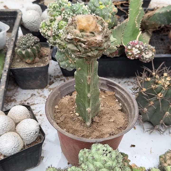 联手牡丹0382仙人球