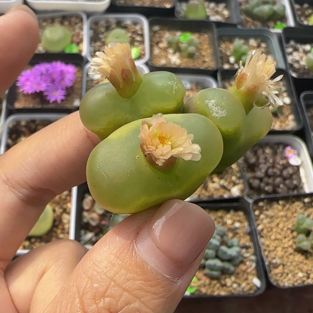 3头多肉植物和的68