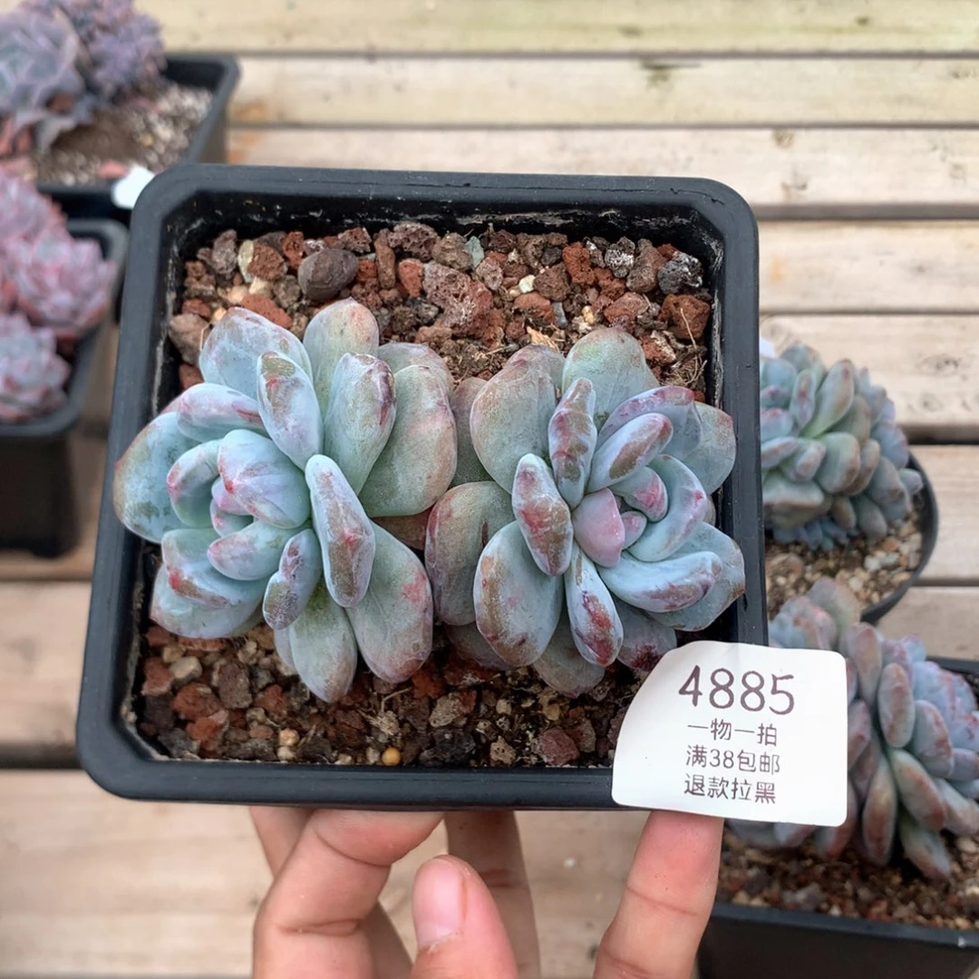 10.5厘米双头星影石化 4885