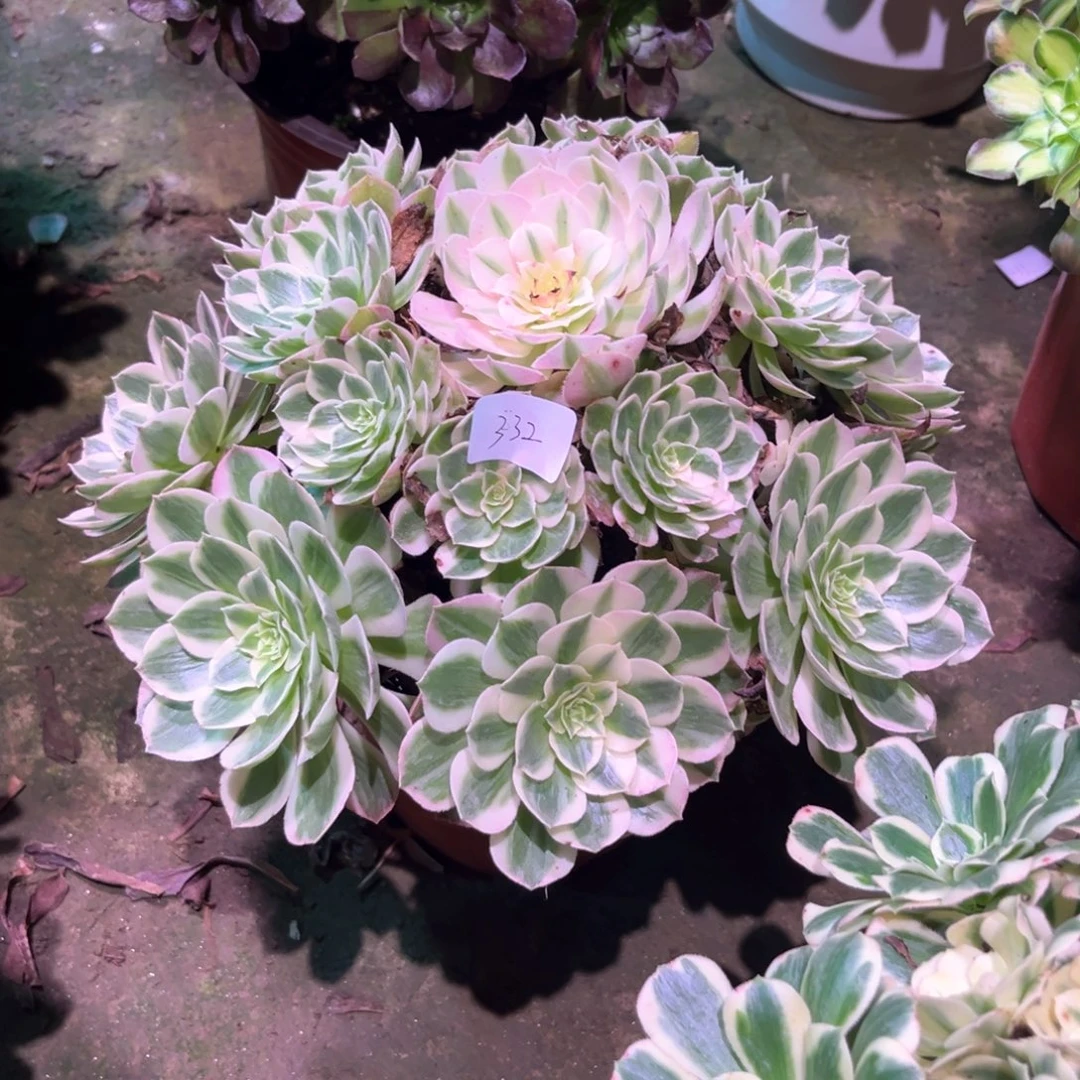 多肉植物粉体海王00332