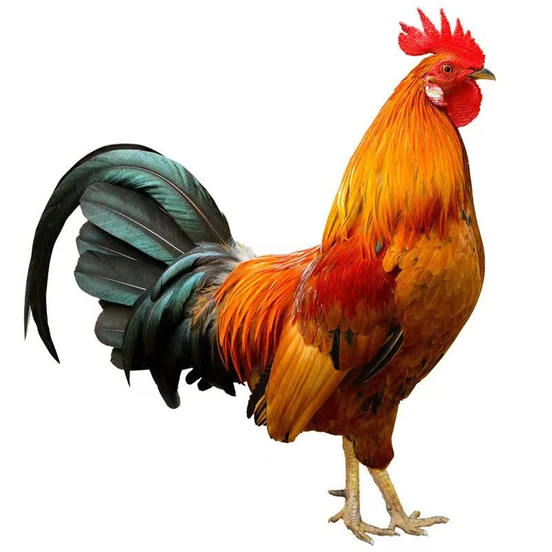 散养红瑶大公鸡4.5斤左右发货顺丰活体发货宠物鸡