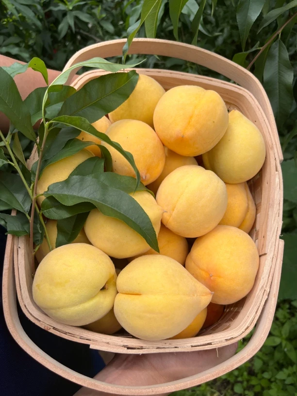 露天头茬套袋新鲜黄桃现摘现发脆软俩吃汁水多香甜