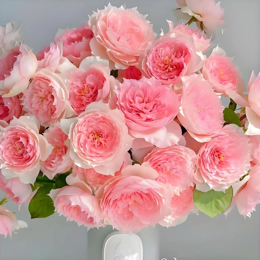 【莫妮卡戴维】月季花苗大花浓香开花粉色红玫瑰室内阳台四季盆栽花