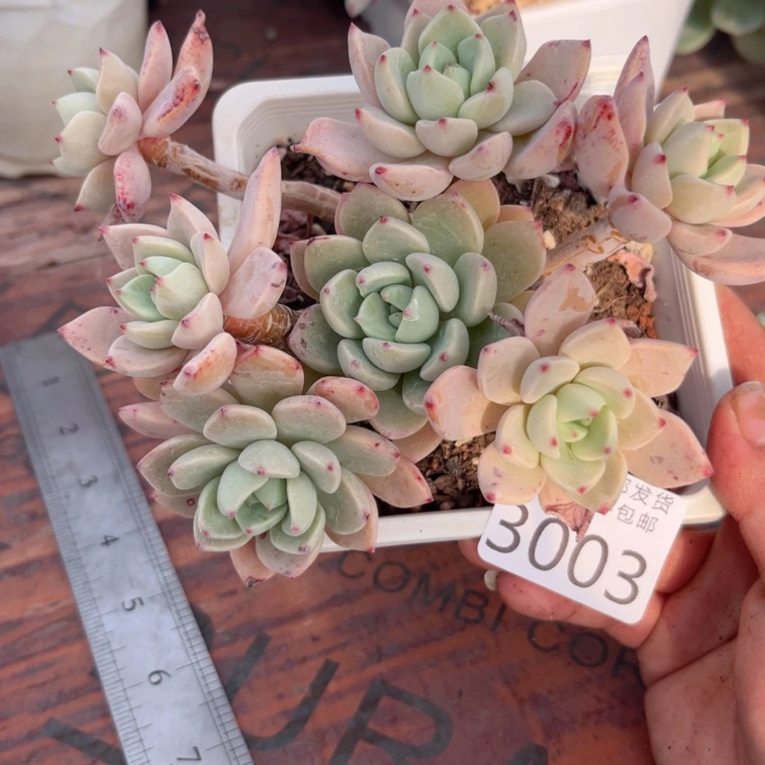 大3003，v x nv kv j n m