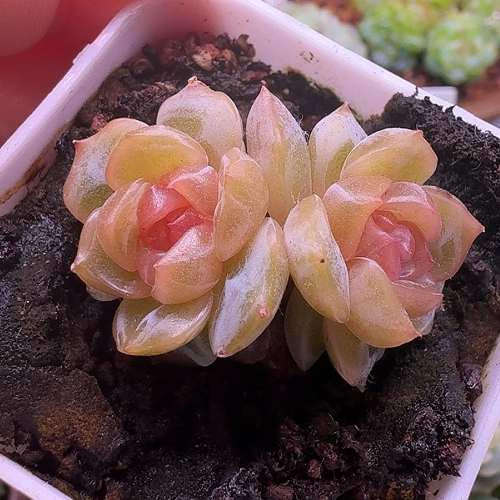 宫花15双头开播福利
