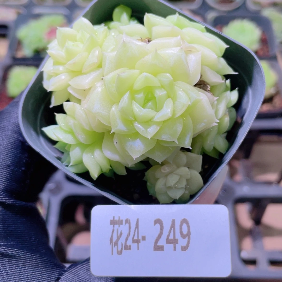 花利美24-249白天鹅