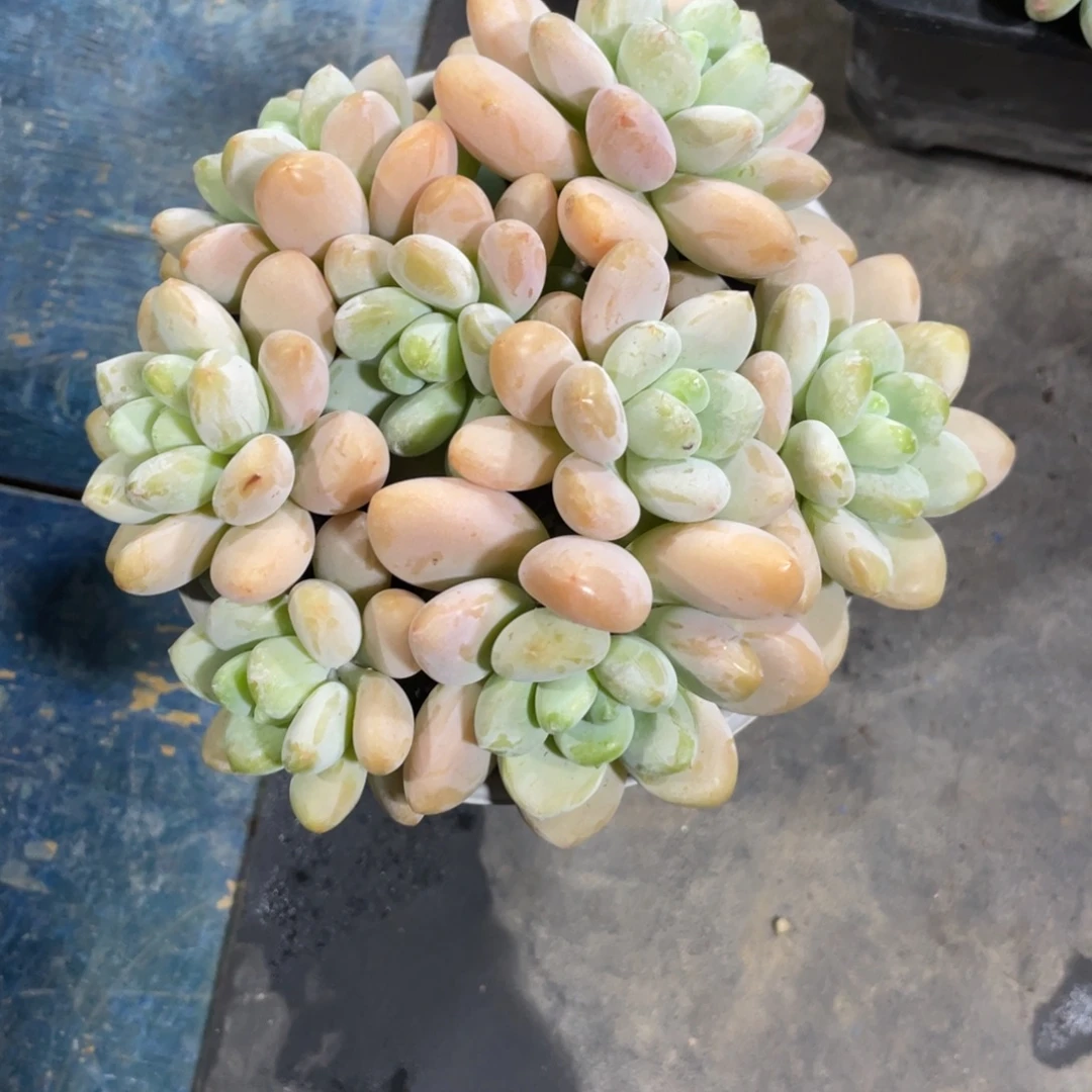阿***雅满58包邮2-7天发货