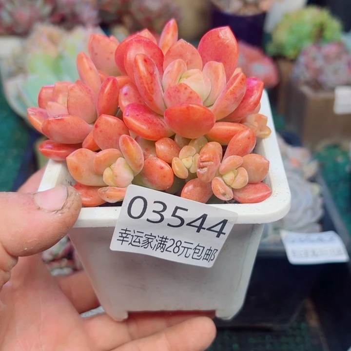 幸运的是我还没遇到你