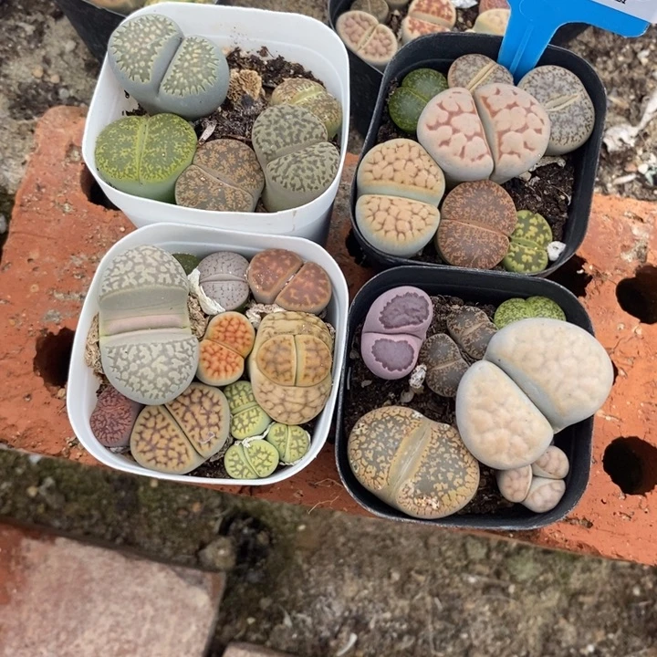 昵****生石花等植物的025